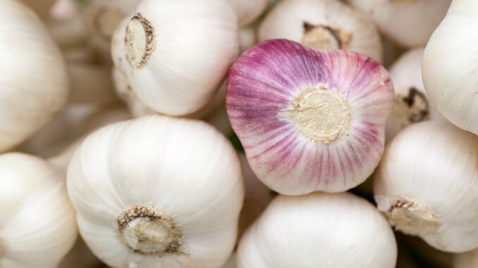 garlic-84691_960_720