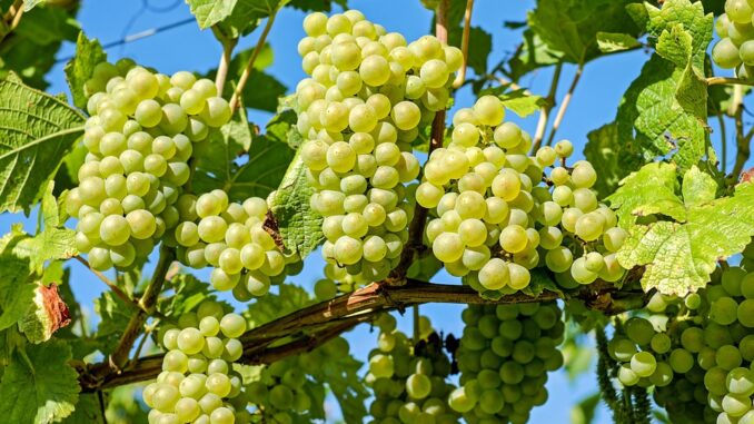 grapes-2656259_960_720