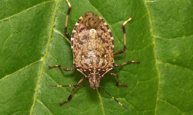 641ebcf2-d170-4d77-a76d-42930a0a0a64-88797-halyomorpha-halys-lab-ls-690x480-1-640x445