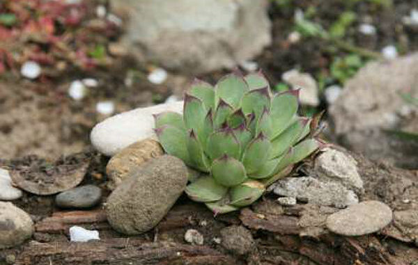 cuvarkuca
