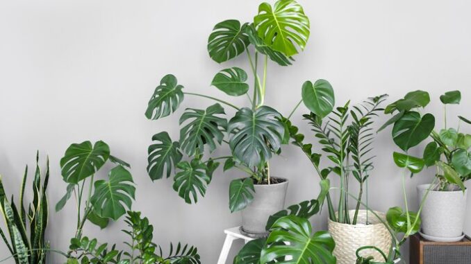 64569bf3-1e94-4a73-9444-4cfb0a0a0a64-many-modern-green-plants-with-various-pots-in-room-vwl5kl8-690x480