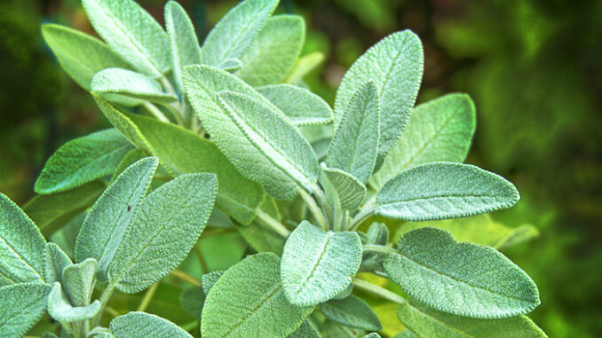 sage-3572718_960_720