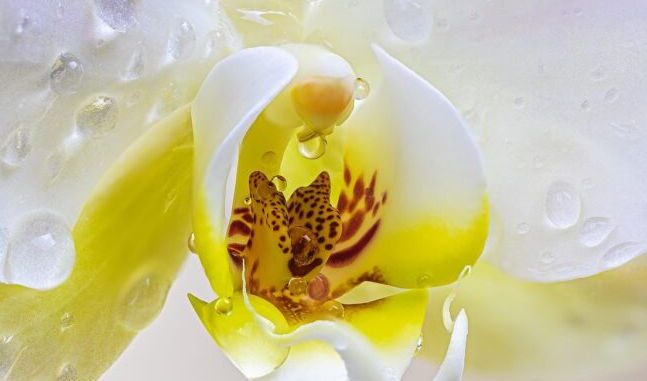 1704722150-orhideja-pixabay-myrirams-fotos-750x430-690x480